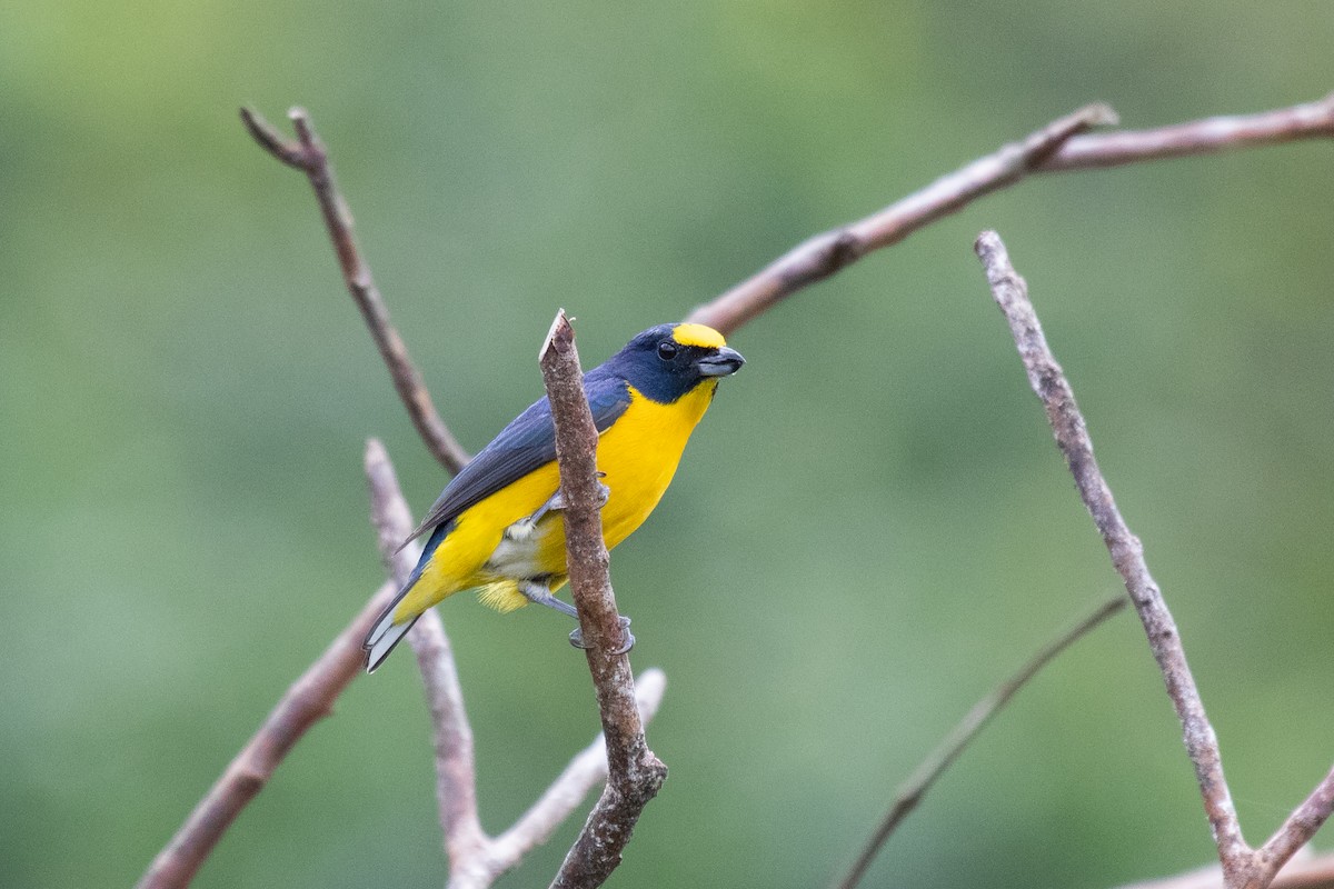 Yellow-throated Euphonia - ML163387251