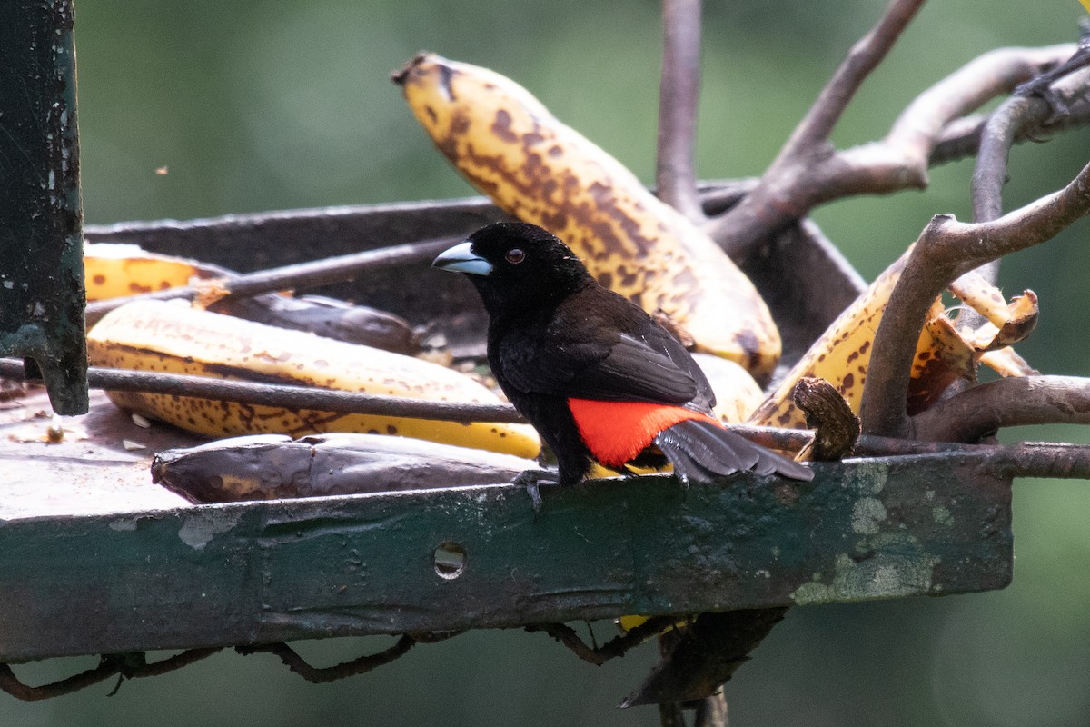 Scarlet-rumped Tanager (Passerini's) - Craig Faulhaber