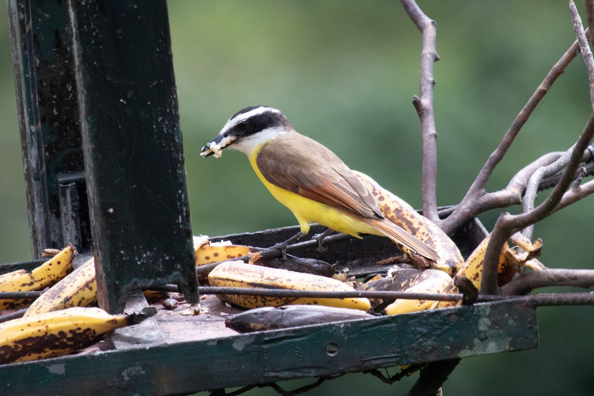 Great Kiskadee - ML163387521