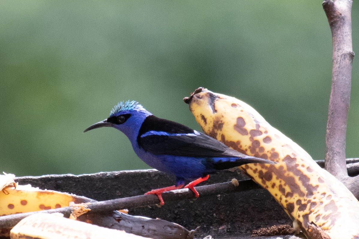 Red-legged Honeycreeper - ML163388161