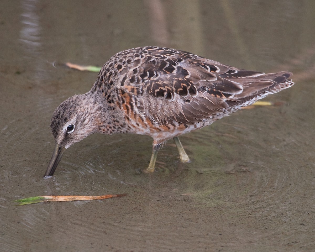 Short-billed/Long-billed Dowitcher - ML163389241