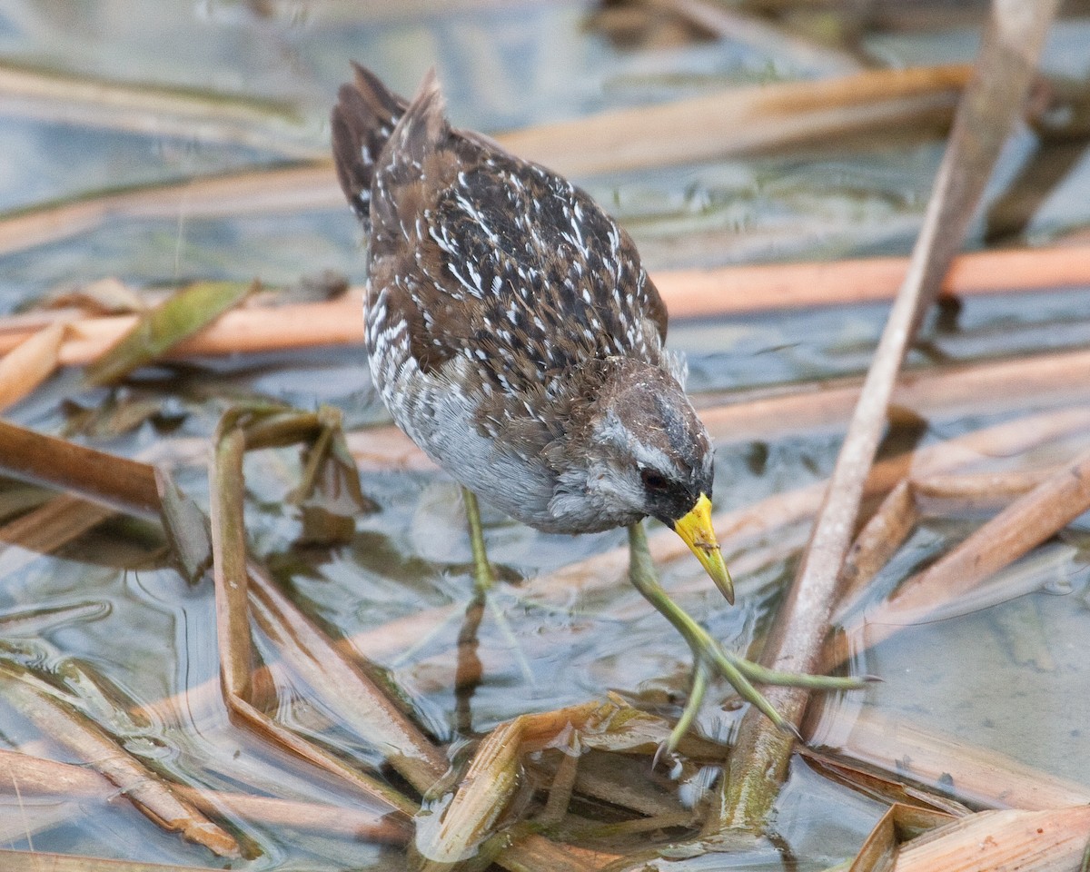 Polluela Sora - ML163389331