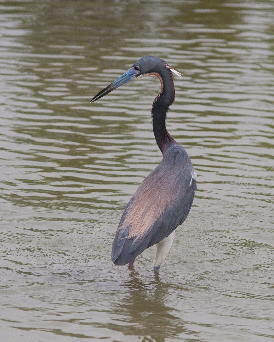 Tricolored Heron - ML163389461