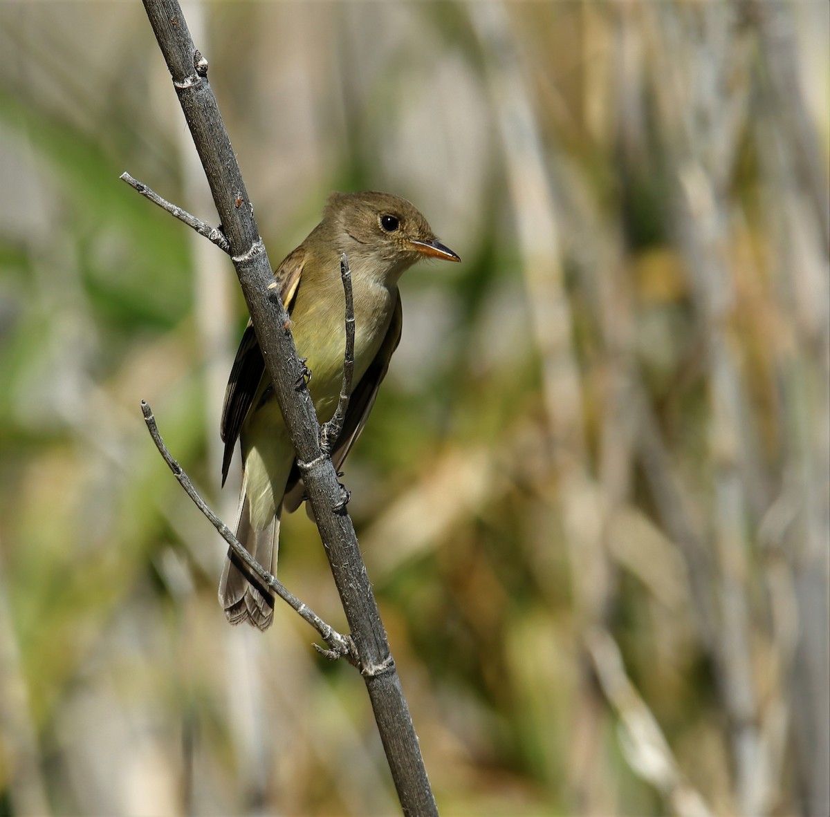 Willow Flycatcher - ML163392121