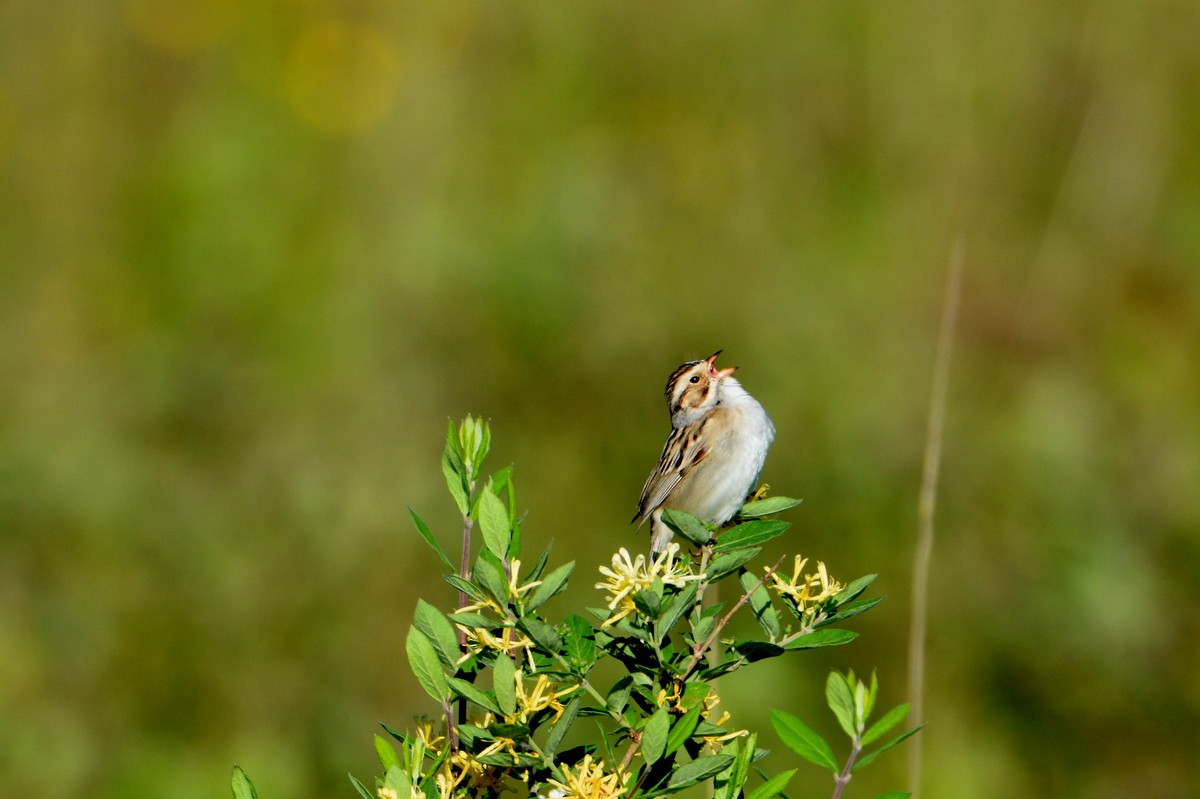 Clay-colored Sparrow - Doug Daniels