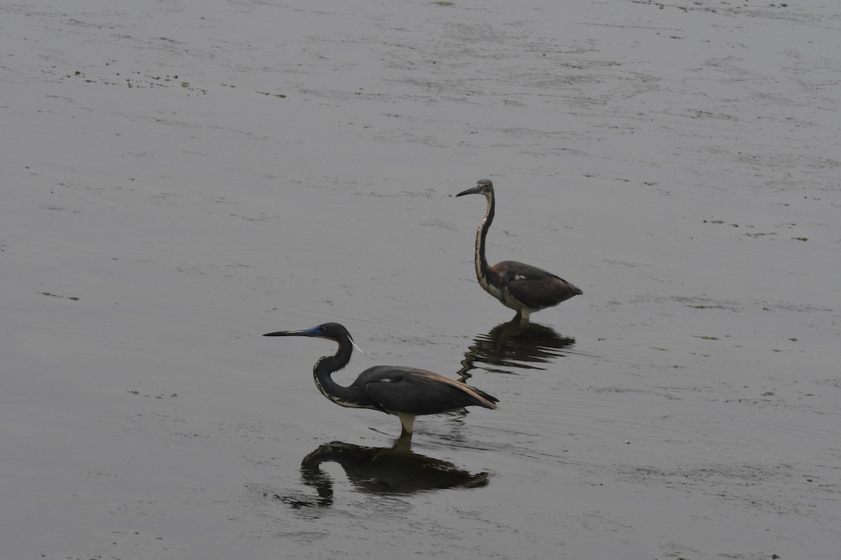 Tricolored Heron - ML163392921