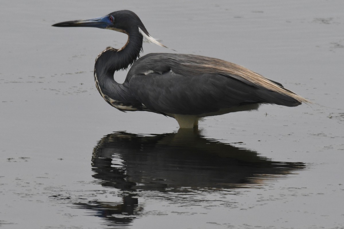 Tricolored Heron - ML163392941