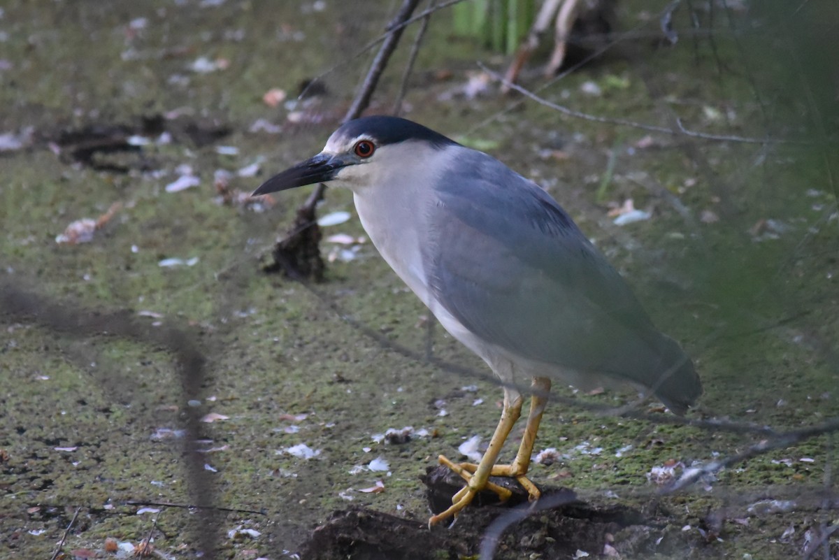 Black-crowned Night Heron - ML163394671