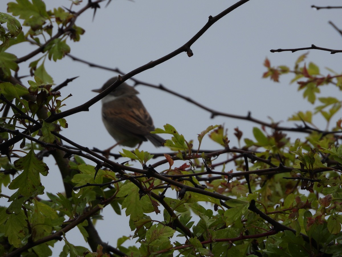 Greater Whitethroat - ML163394711