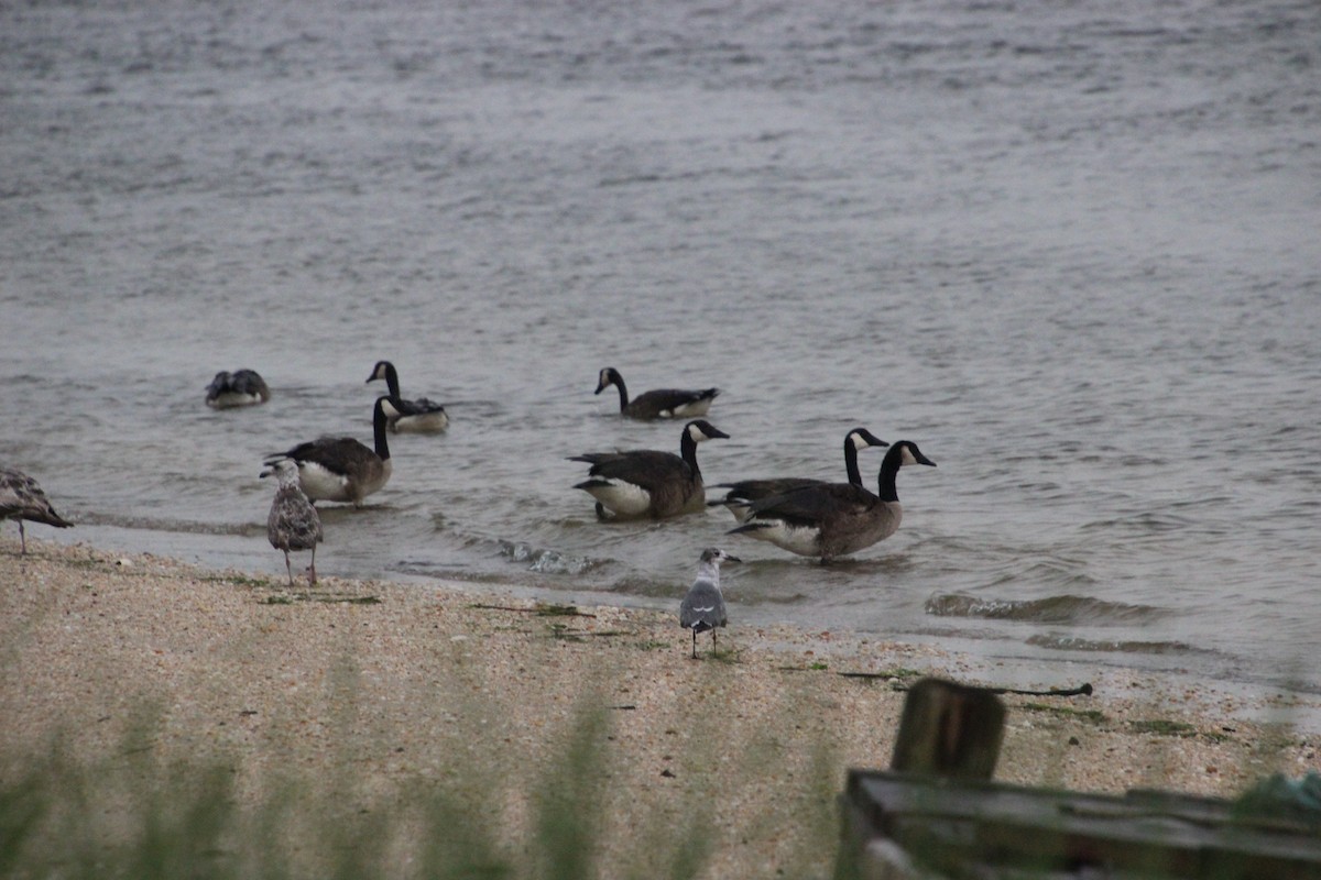 Canada Goose - ML163395551