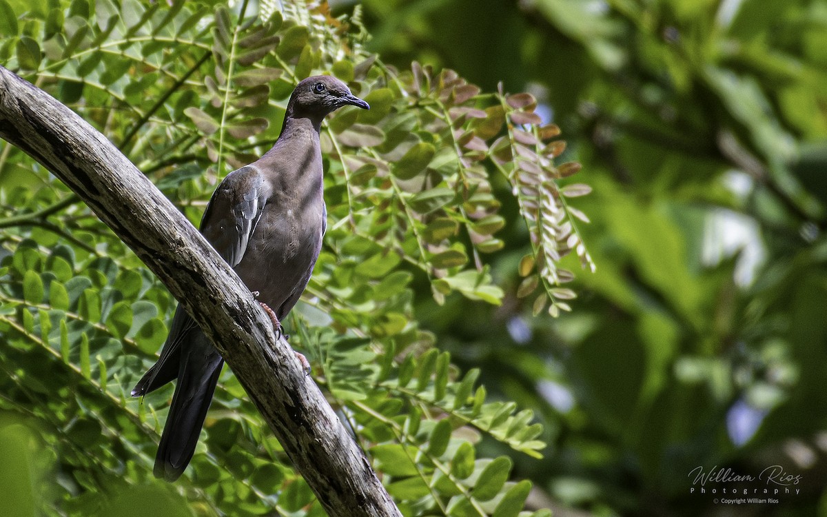 Plain Pigeon - ML163396021