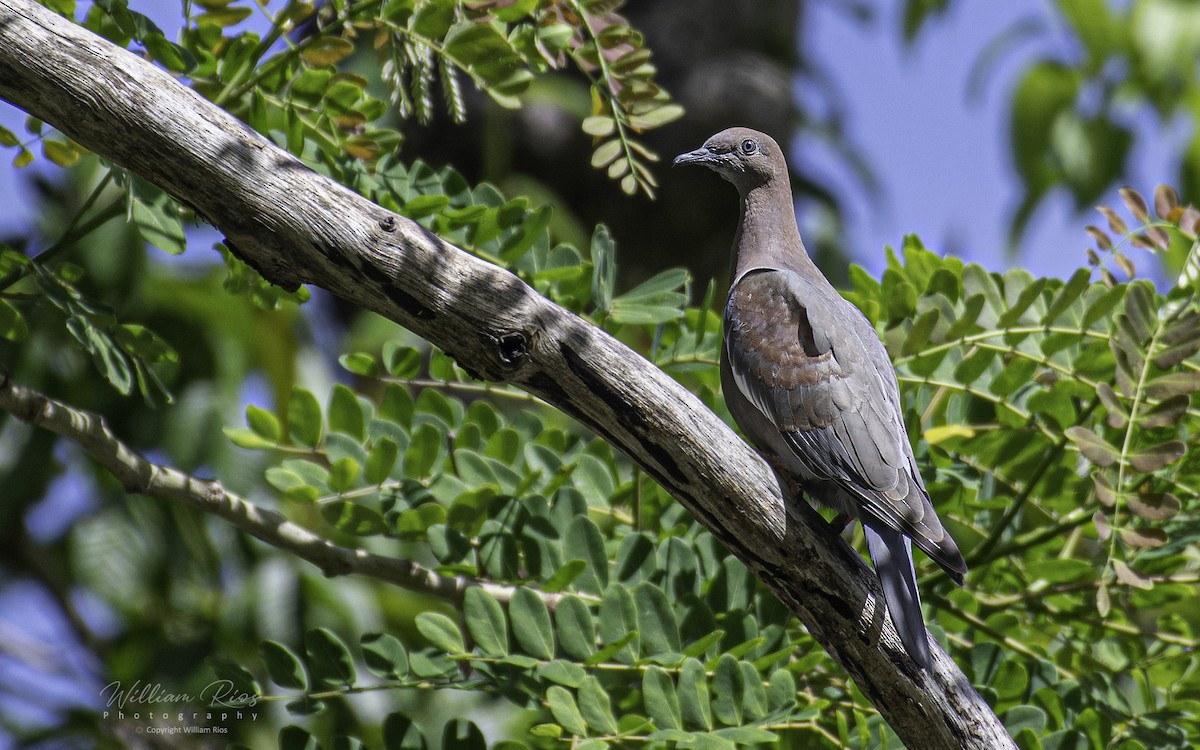 Plain Pigeon - ML163396031