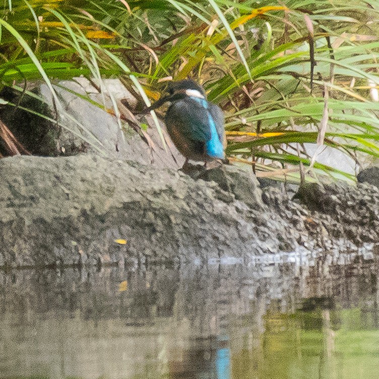 Common Kingfisher - Kevin Moore