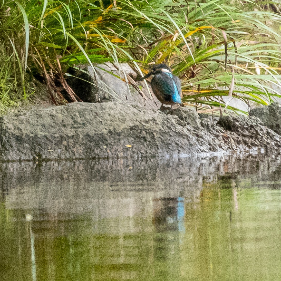 Common Kingfisher - Kevin Moore