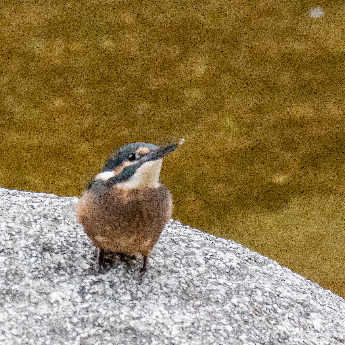Common Kingfisher - ML163396751