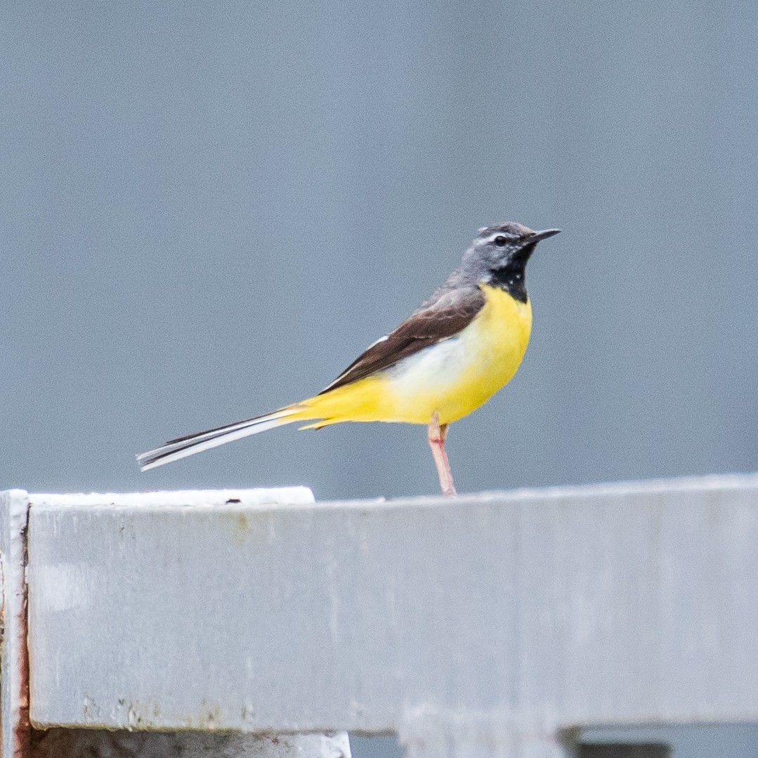 Gray Wagtail - Kevin Moore