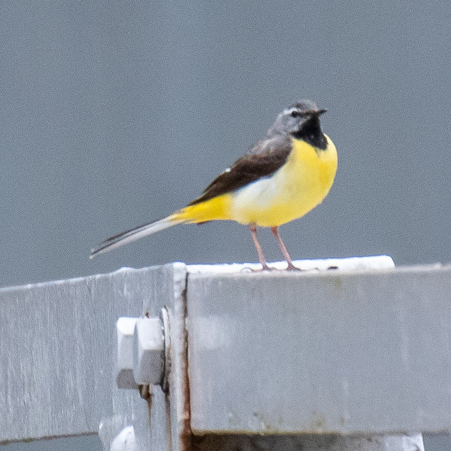 Gray Wagtail - Kevin Moore