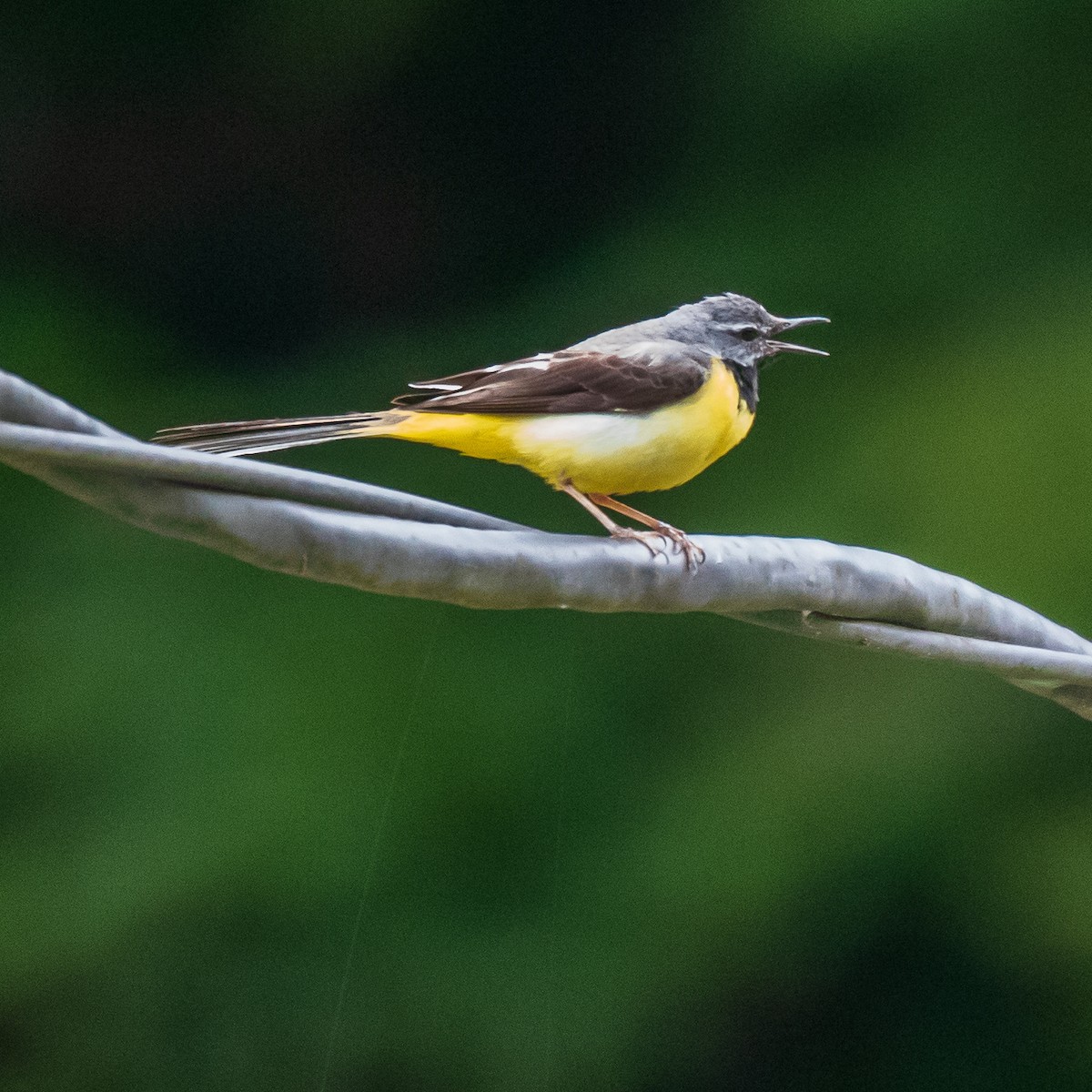 konipas horský - ML163397061