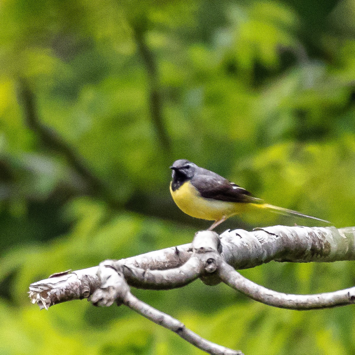 Gray Wagtail - Kevin Moore