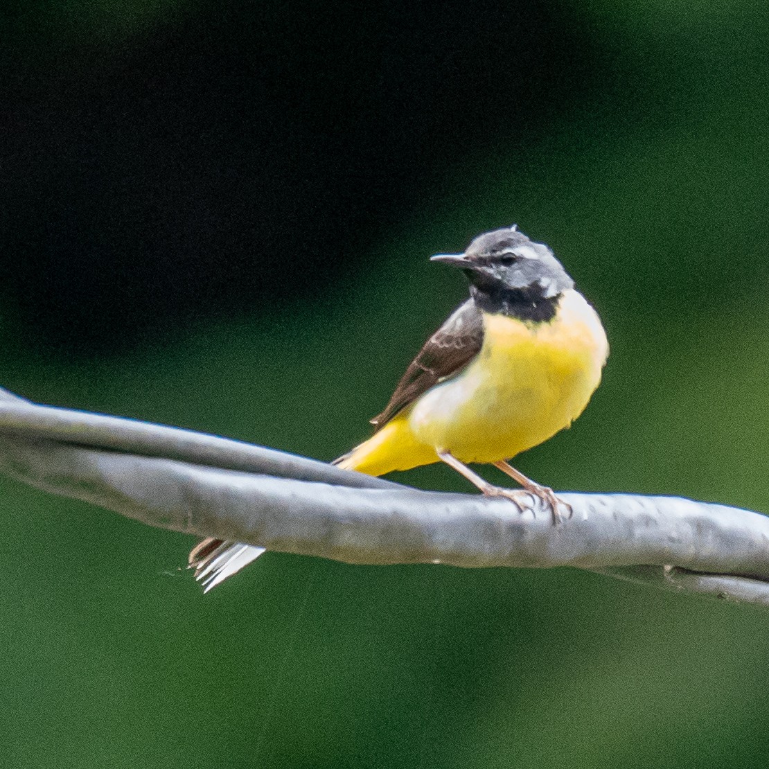 Gray Wagtail - ML163397081