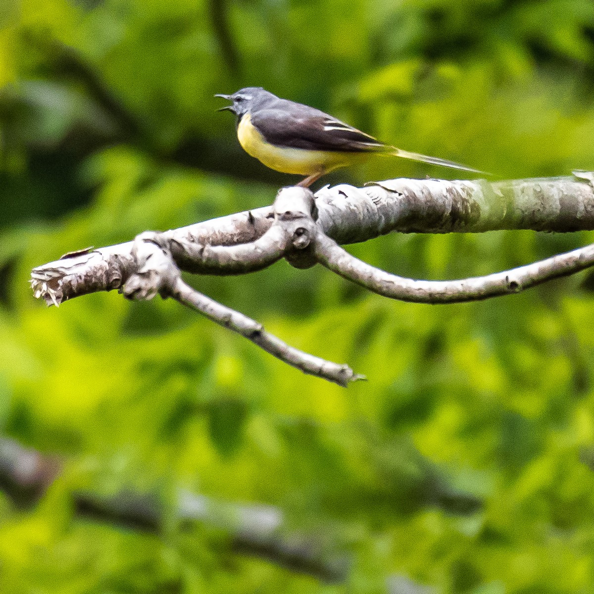 Gray Wagtail - ML163397091