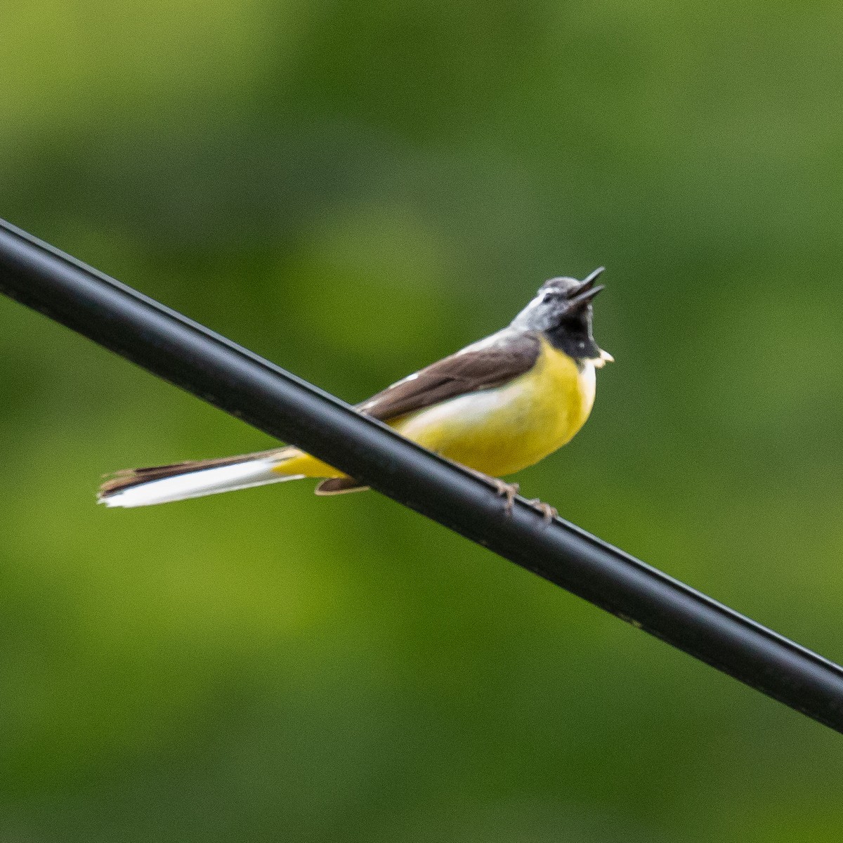 Gray Wagtail - ML163397101
