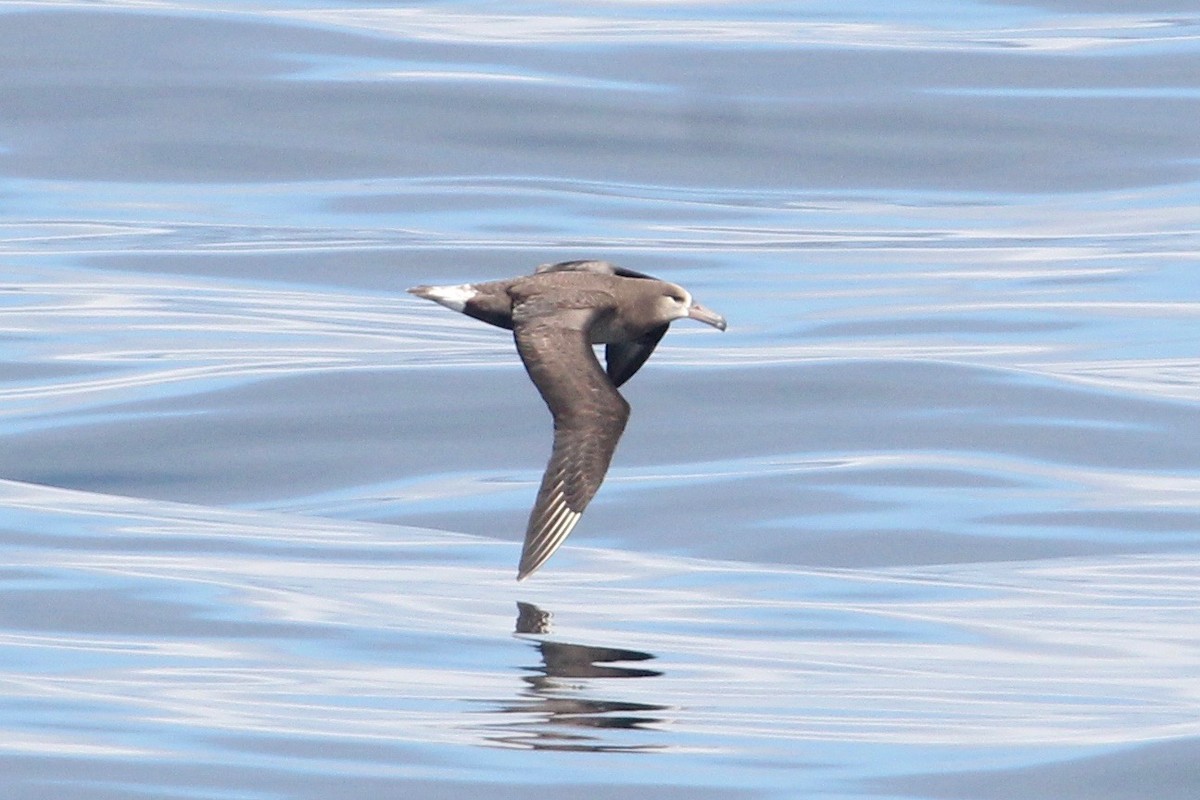 Black-footed Albatross - Robert Gowan