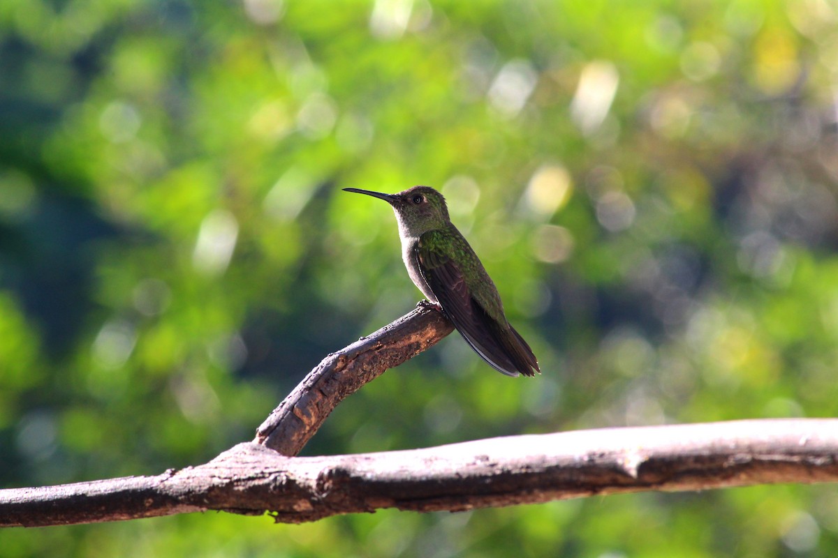 Sombre Hummingbird - ML163401371