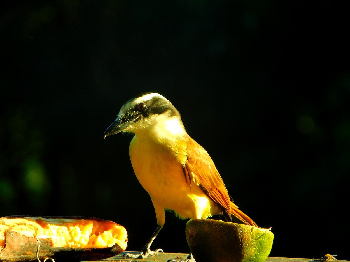 Great Kiskadee - ML163401411