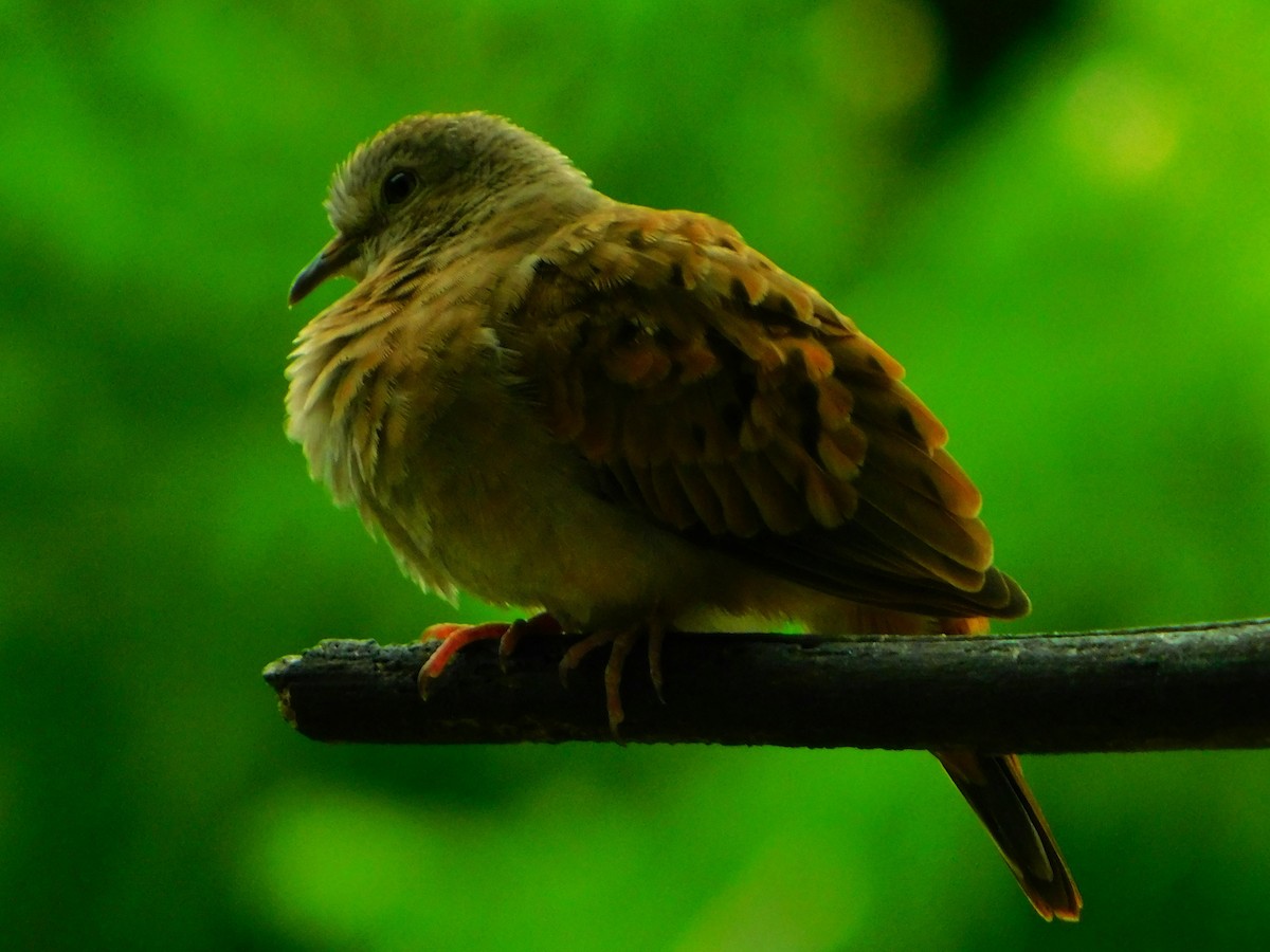 Ruddy Ground Dove - ML163401661