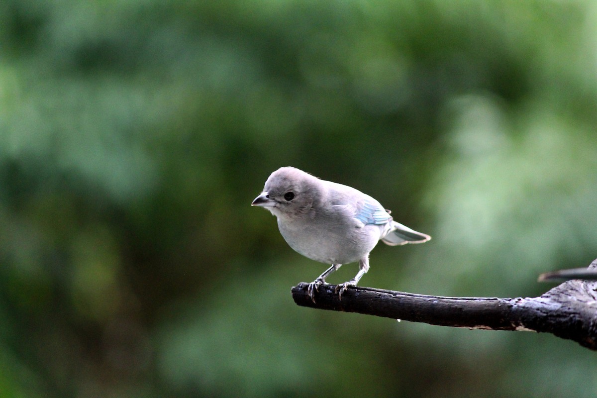 Sayaca Tanager - ML163401721