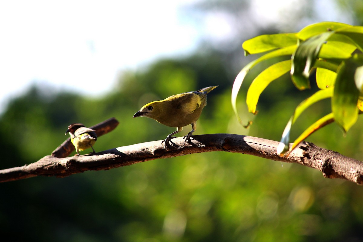 Palm Tanager - ML163401751