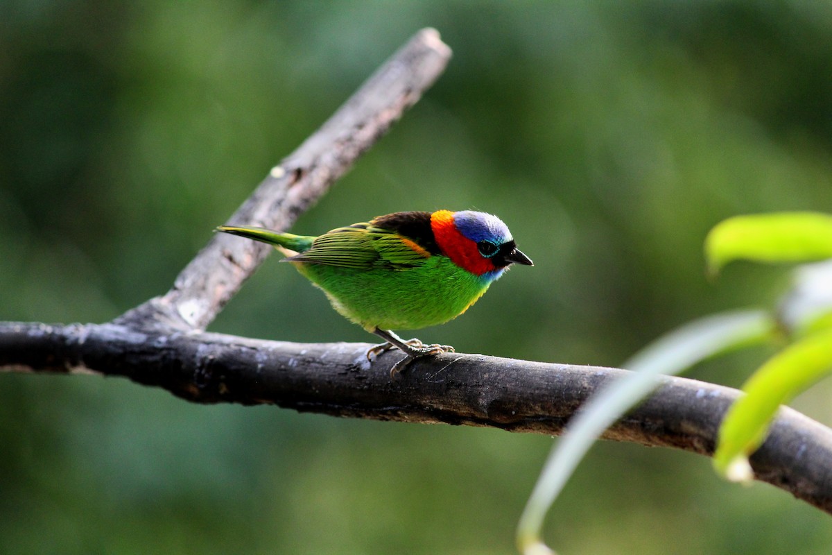 Red-necked Tanager - ML163401801