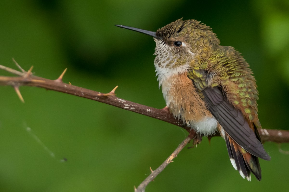 Rufous Hummingbird - ML163402241