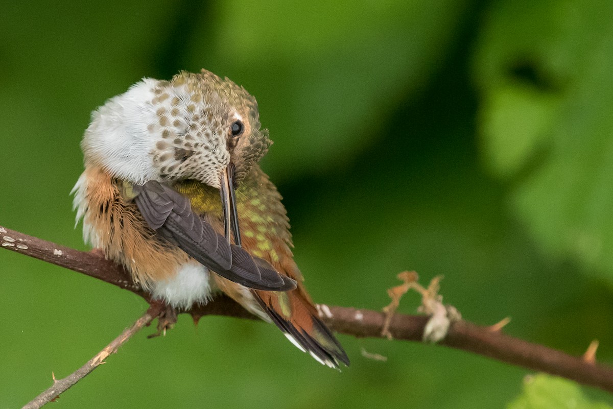 Rufous Hummingbird - ML163402281