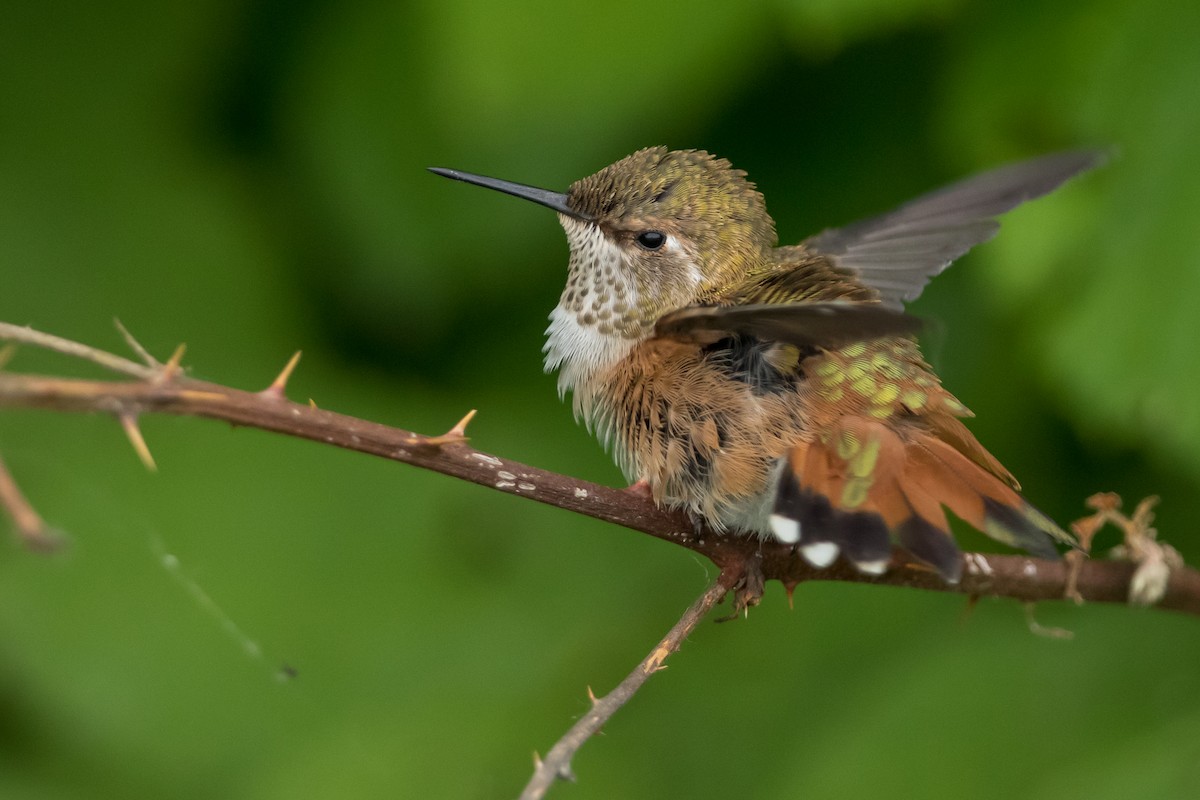 Rufous Hummingbird - ML163402291