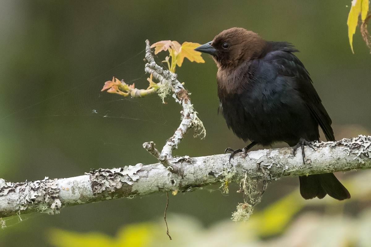 Brown-headed Cowbird - ML163402401