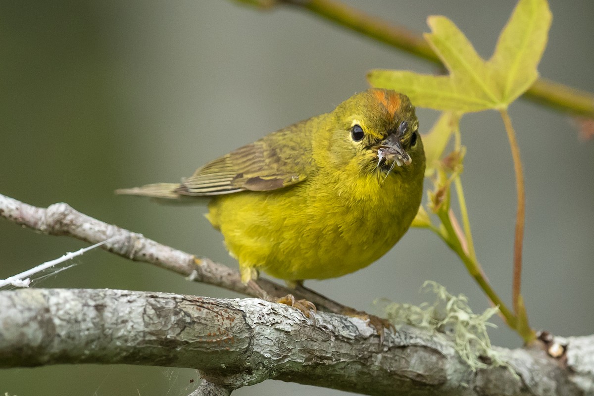 Orange-crowned Warbler - Kyle Blaney