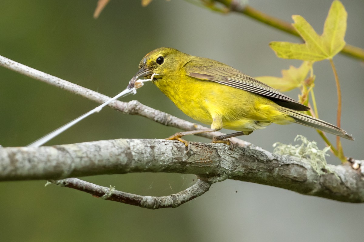 Orange-crowned Warbler - ML163402481