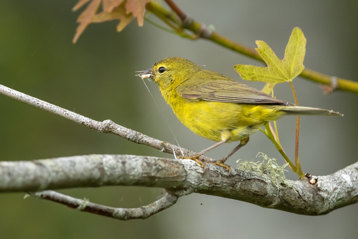 Orange-crowned Warbler - Kyle Blaney