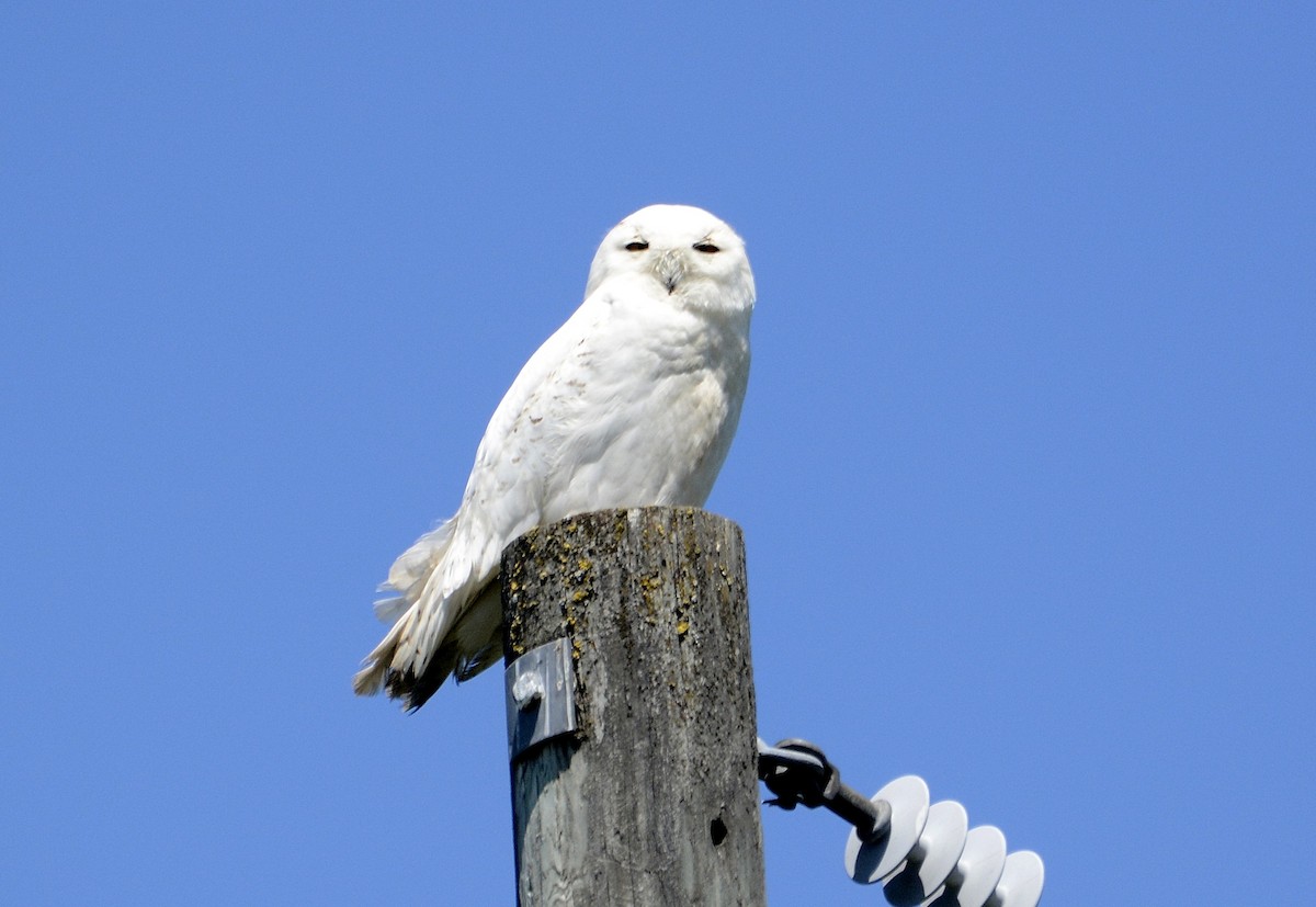 Harfang des neiges - ML163403761