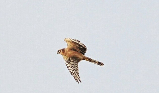 Pallid Harrier - ML163408291