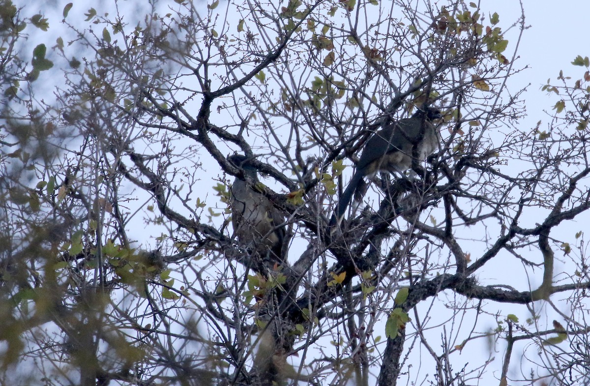 Chachalaca Pechigrís - ML163409101