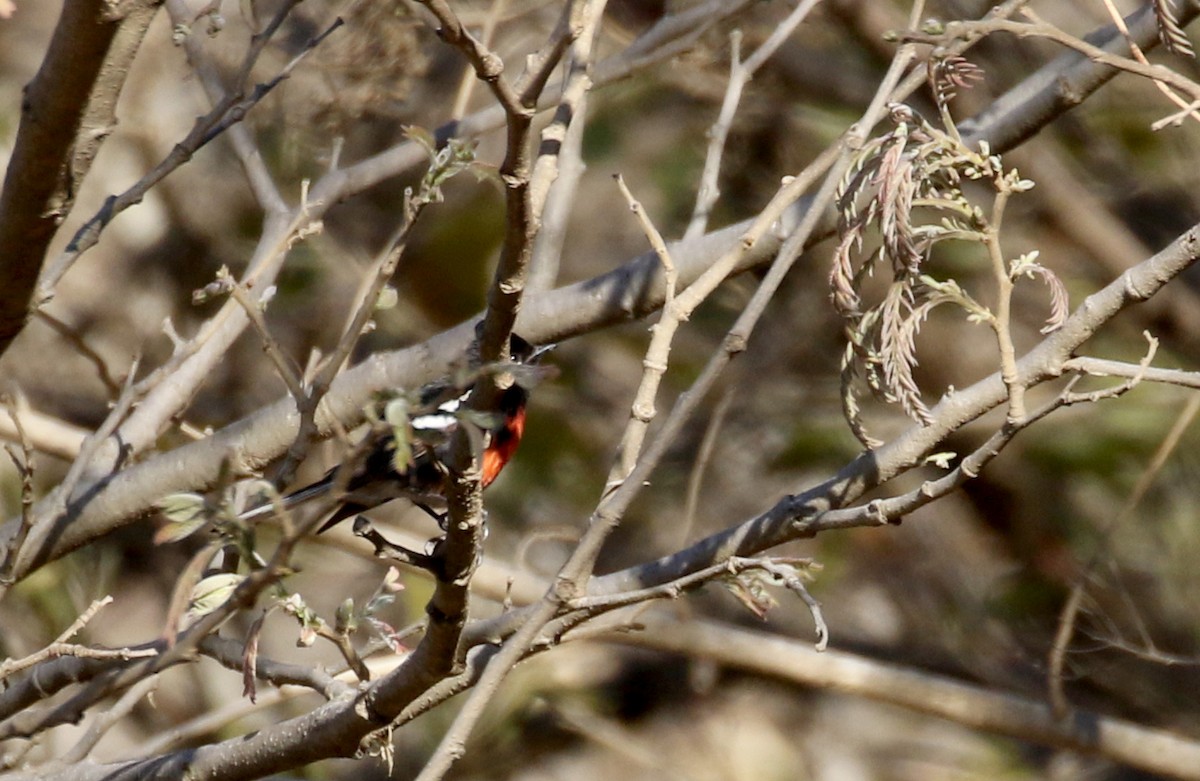 Painted Redstart - ML163410151