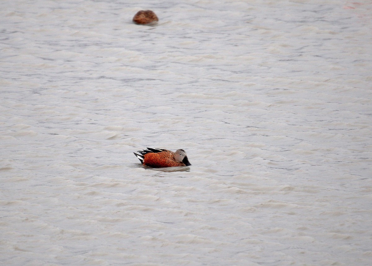 Red Shoveler - Noreen Baker