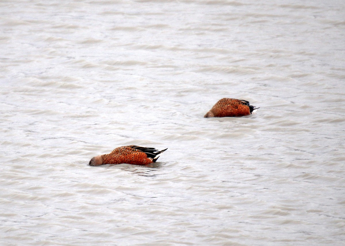 Red Shoveler - ML163410221