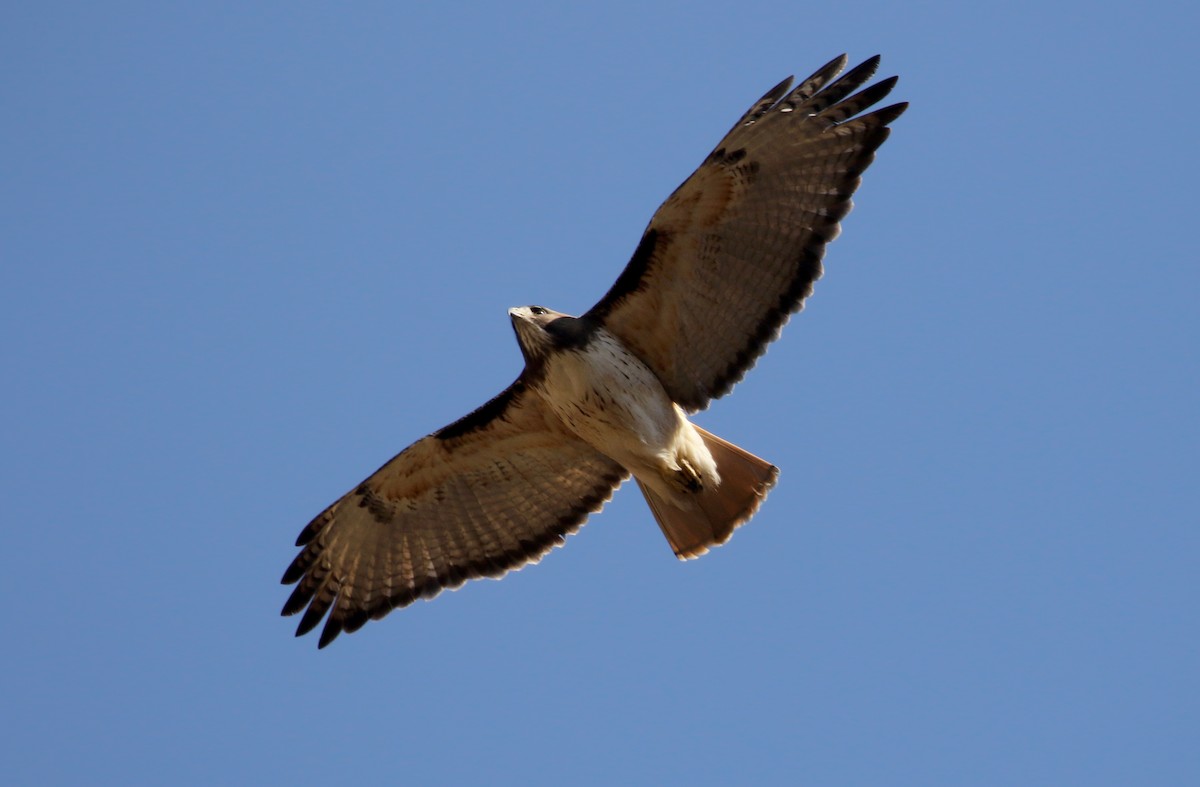 Red-tailed Hawk (kemsiesi/hadropus) - ML163410231