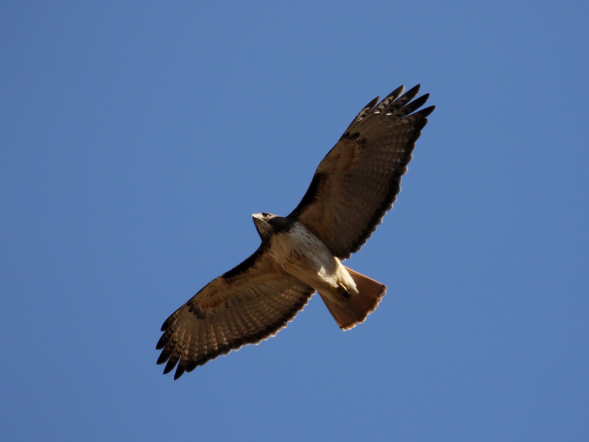 Red-tailed Hawk (kemsiesi/hadropus) - ML163410241
