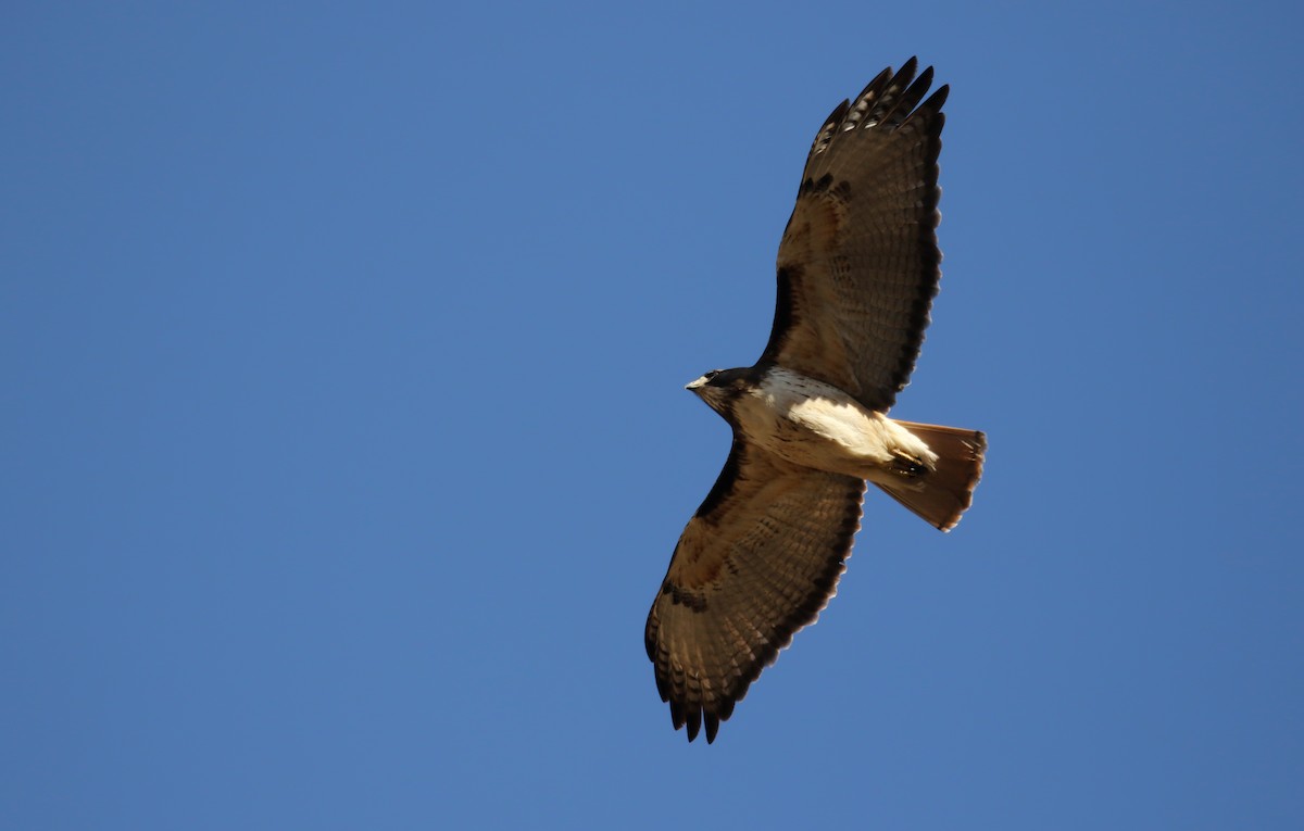 Red-tailed Hawk (kemsiesi/hadropus) - ML163410261