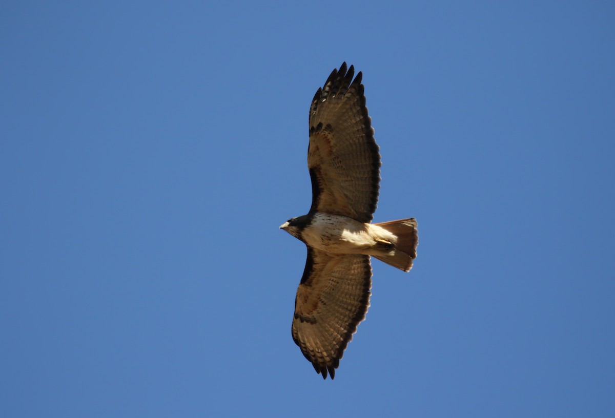Red-tailed Hawk (kemsiesi/hadropus) - ML163410271